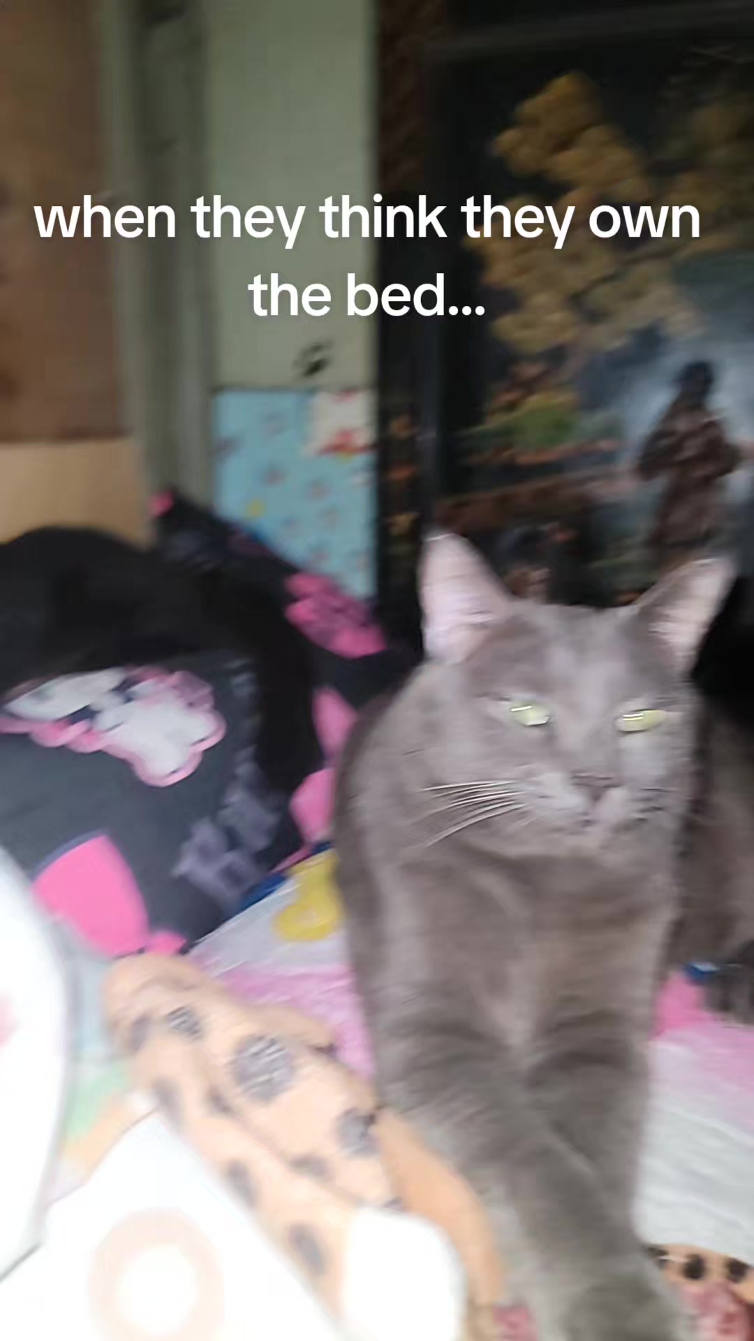 @CrazyCatMe