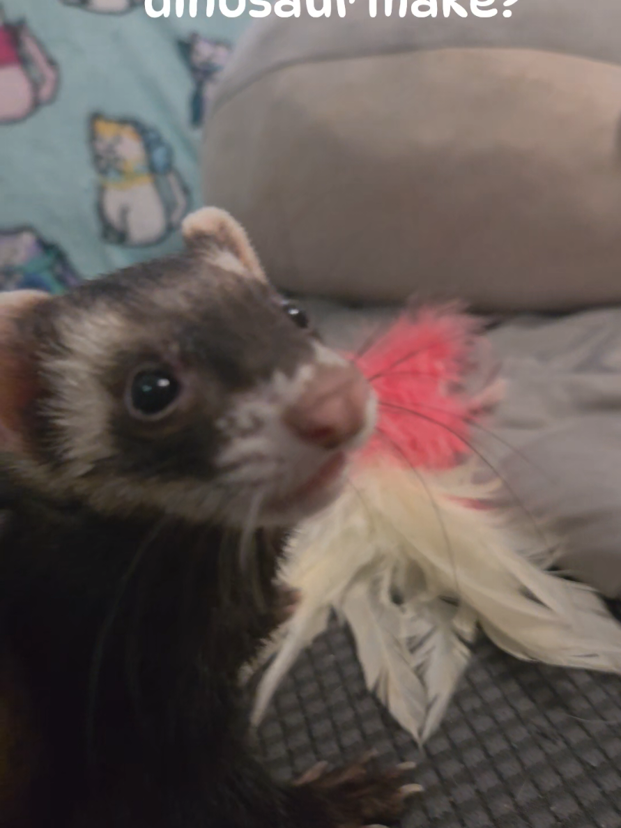 @FuffyFerrets
