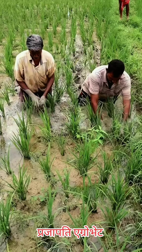 @Prajapati Agro Vet