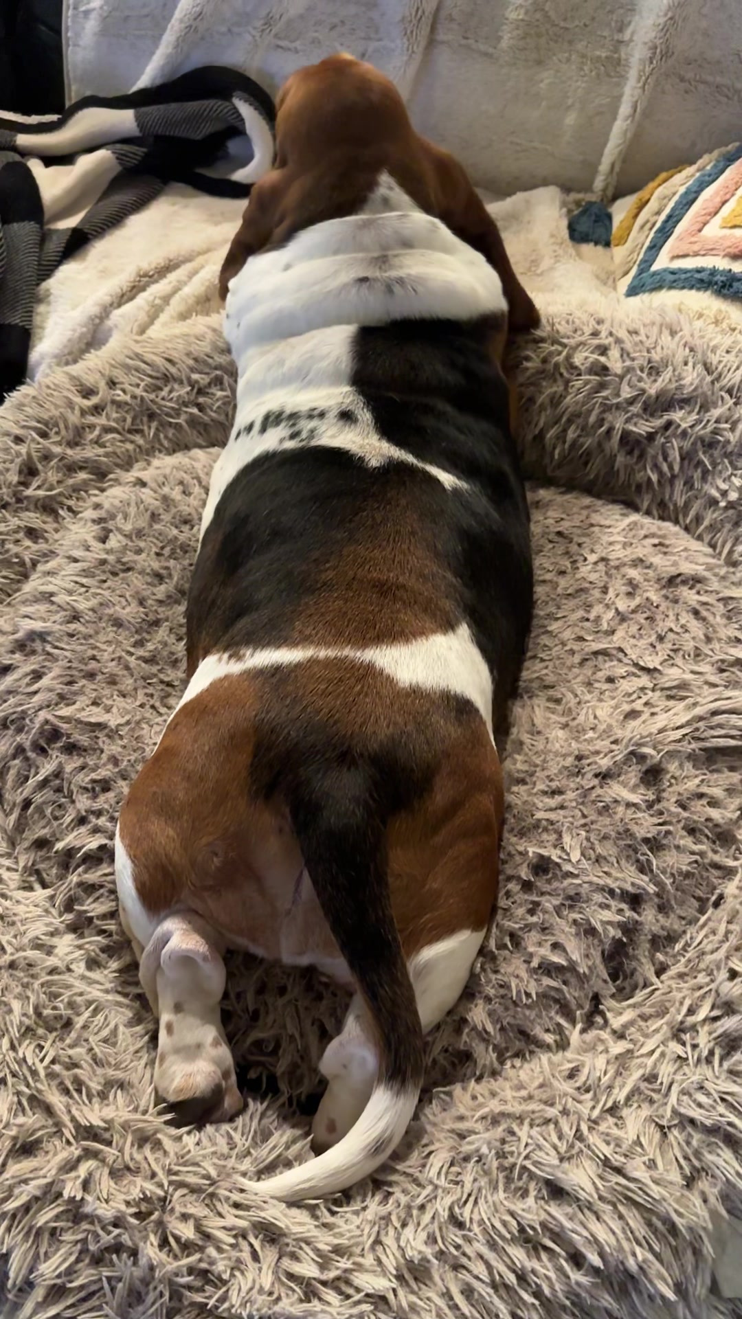 @baudelairethebasset