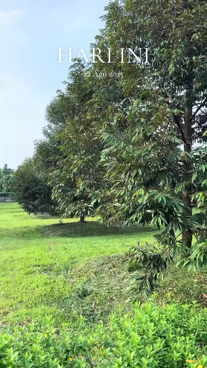 @D.kingfarm