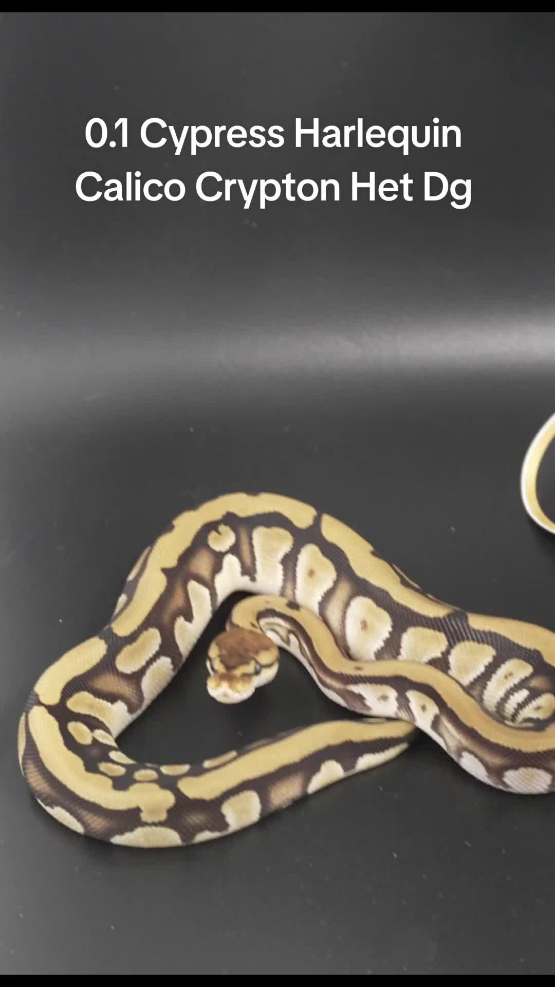 @Proxima Reptilis