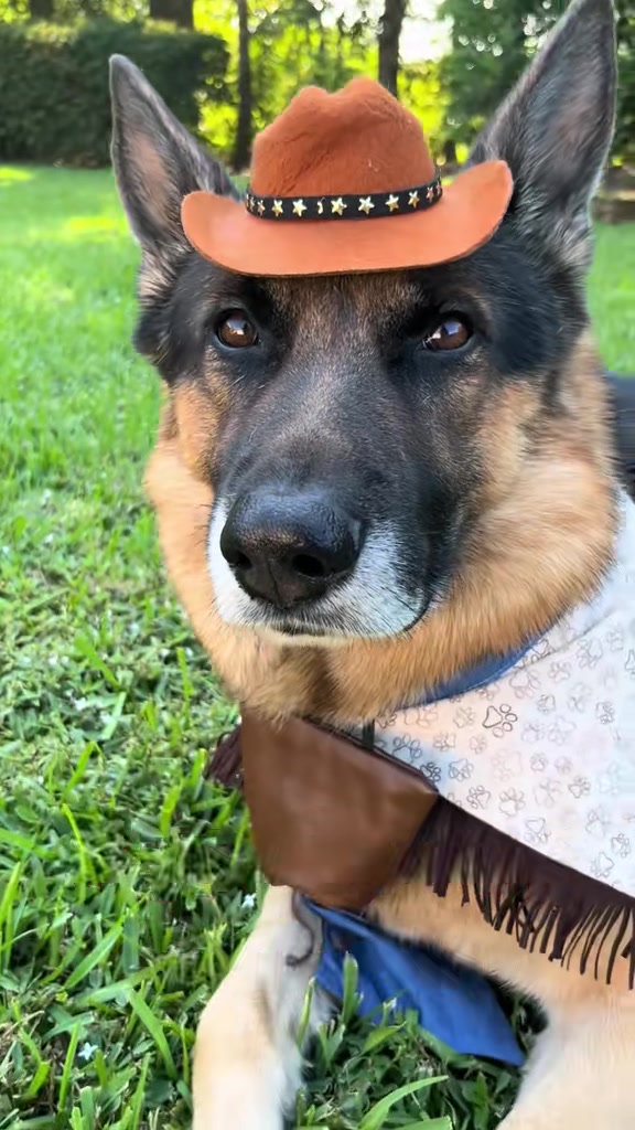 @Walter The German Shepherd