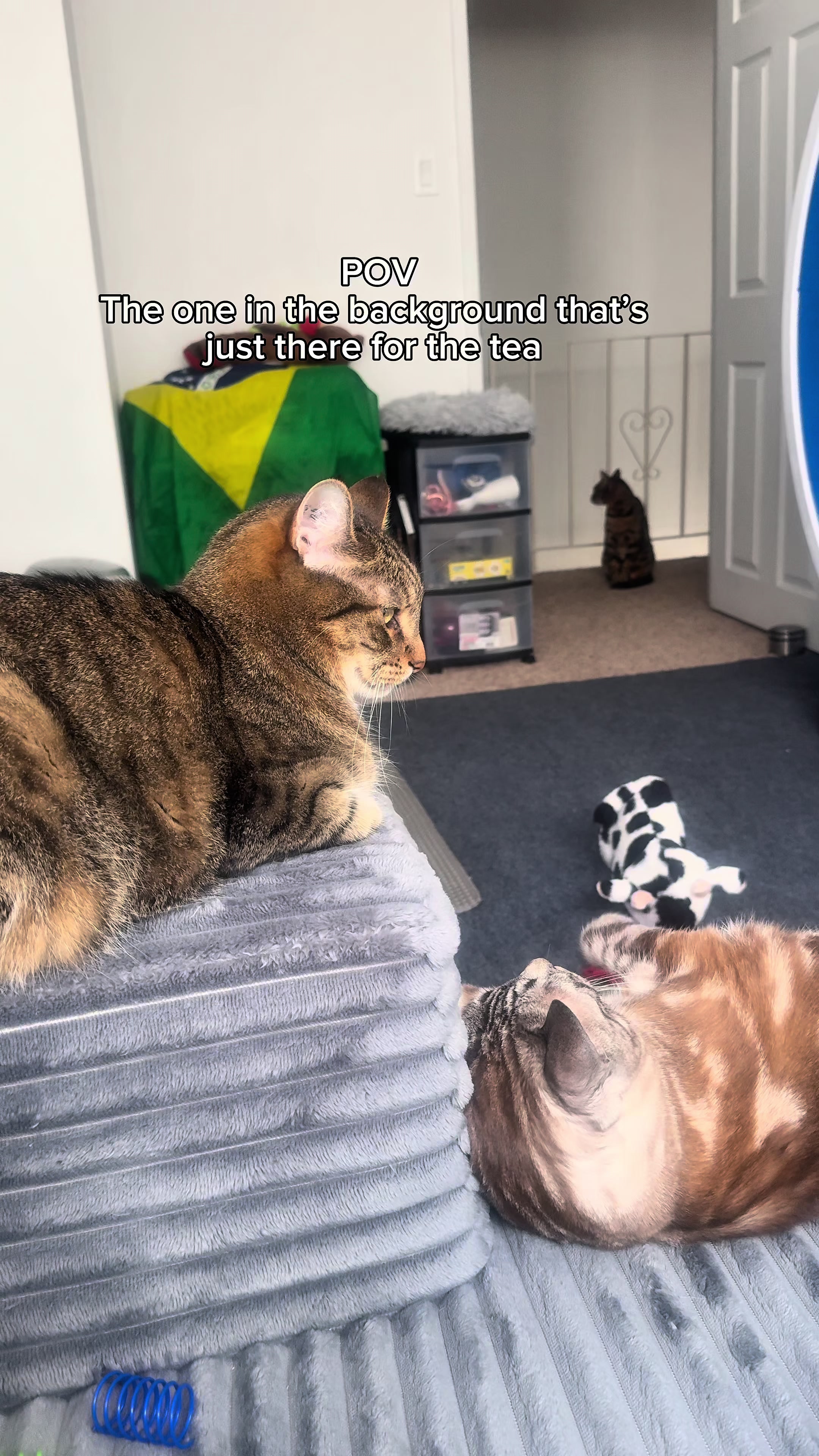 @Three Nawty Cats