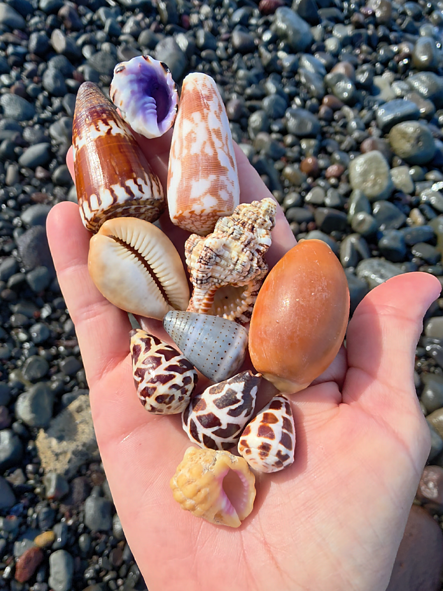 @Noe ๐ Shells