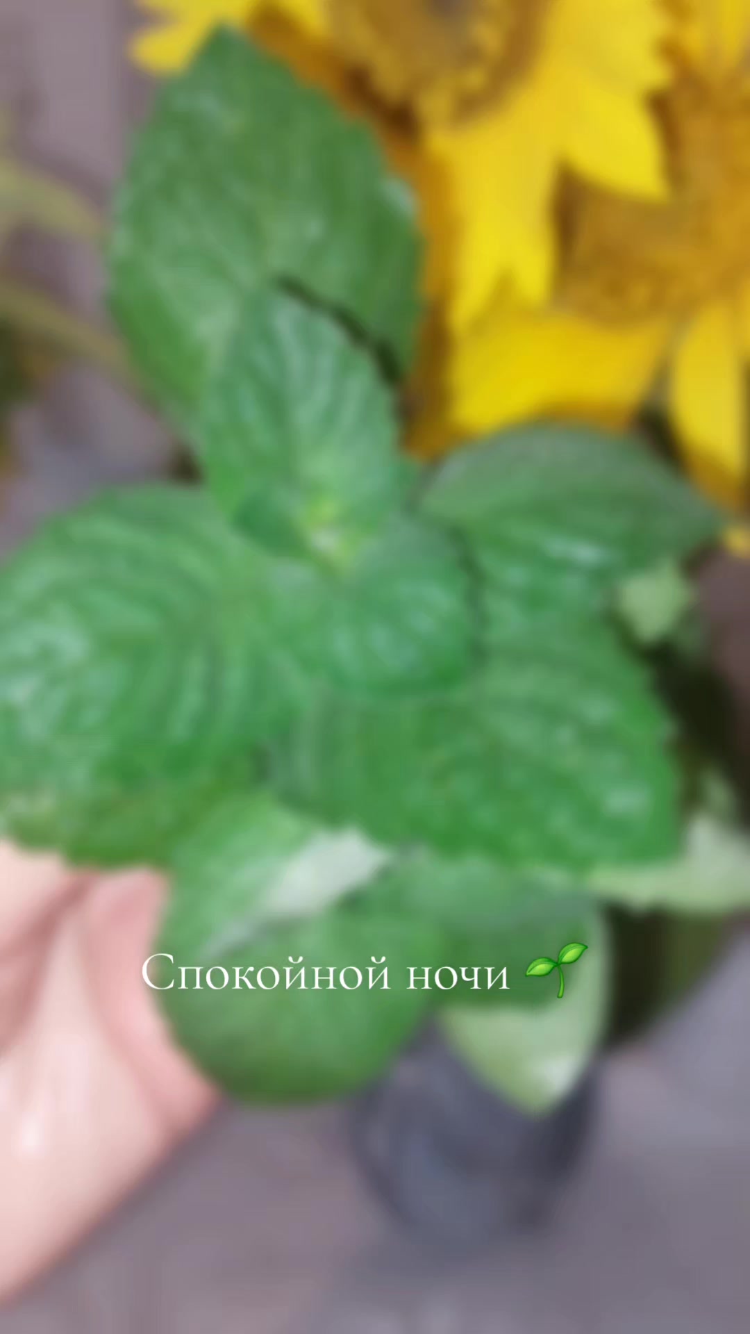 @Галина Кравчук