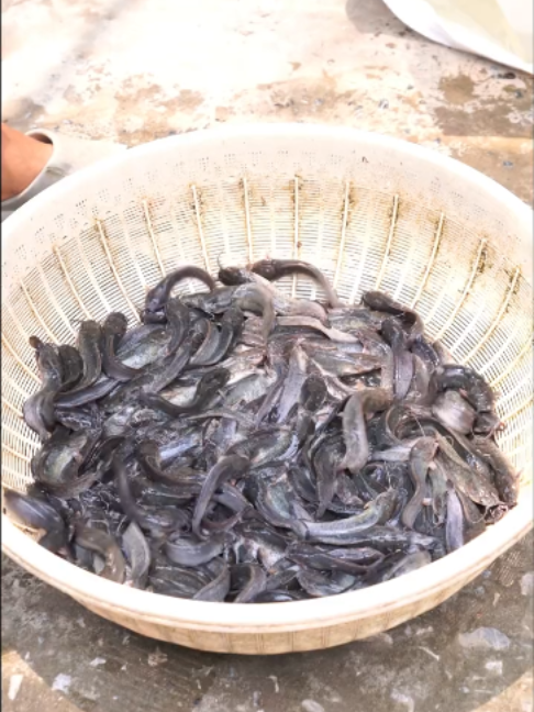 @Trại Cá Giống Quang Lâm