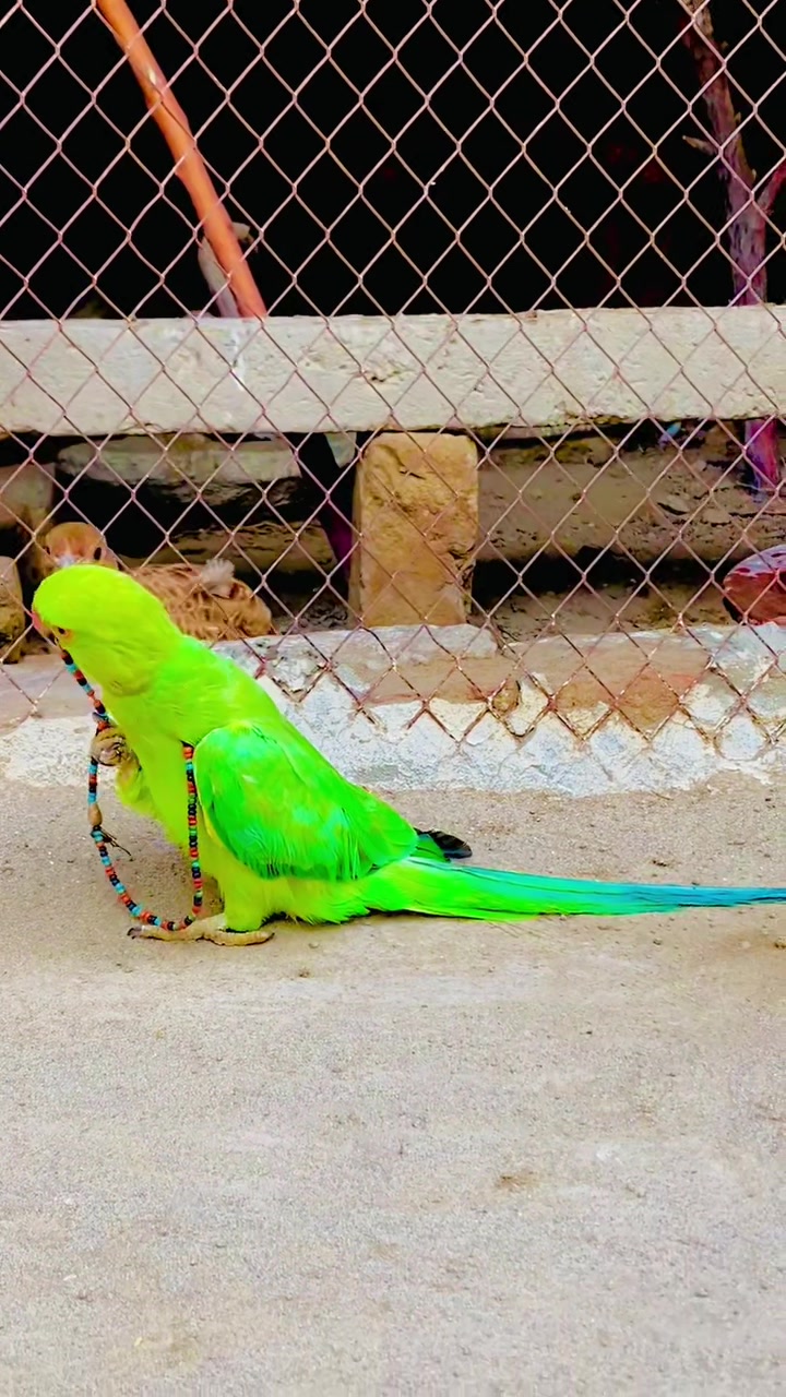 @ʜᴀʀᴏᴏɴ ᴊᴏʏɪᴀ