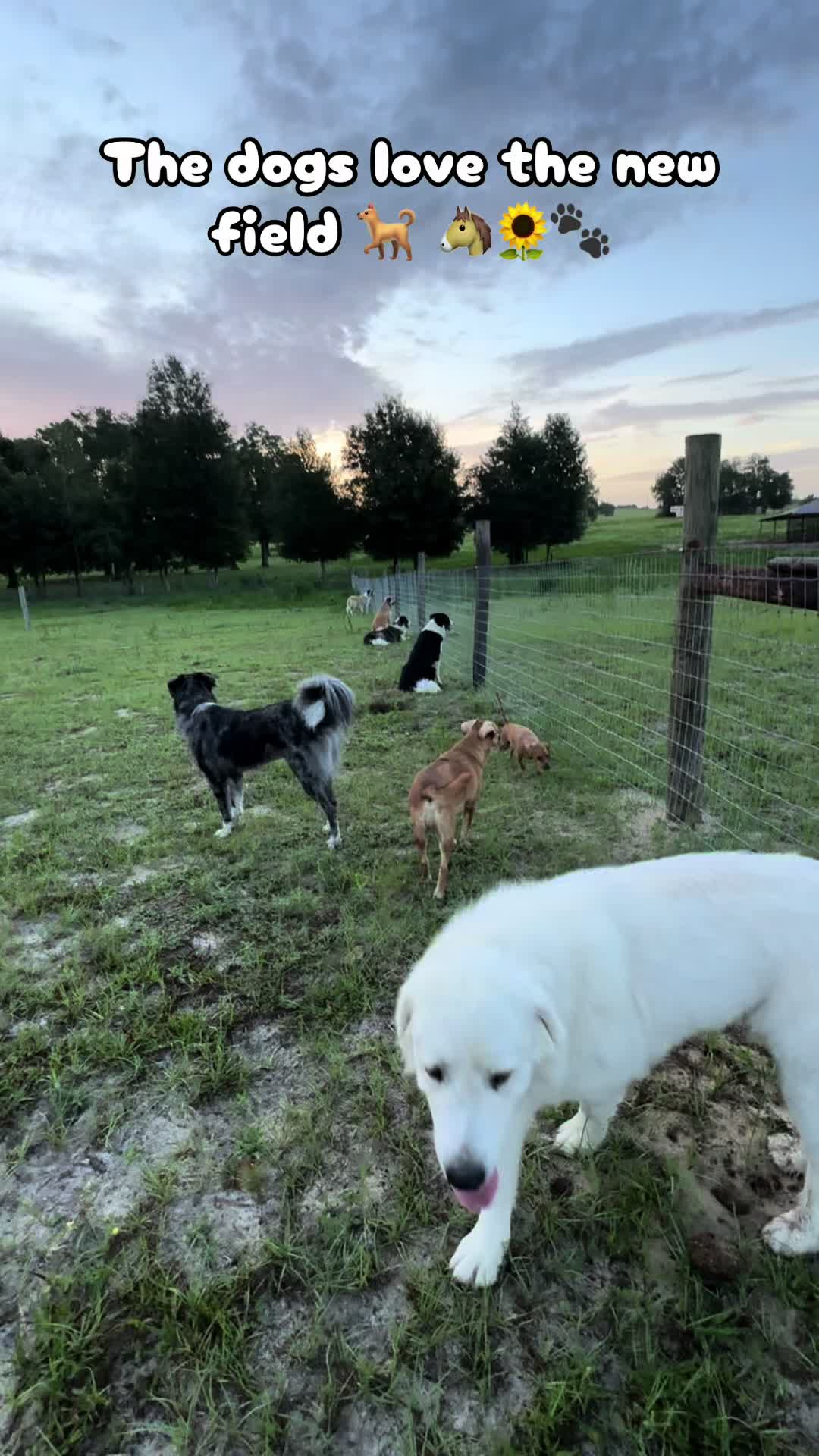 @jesswithallheranimals