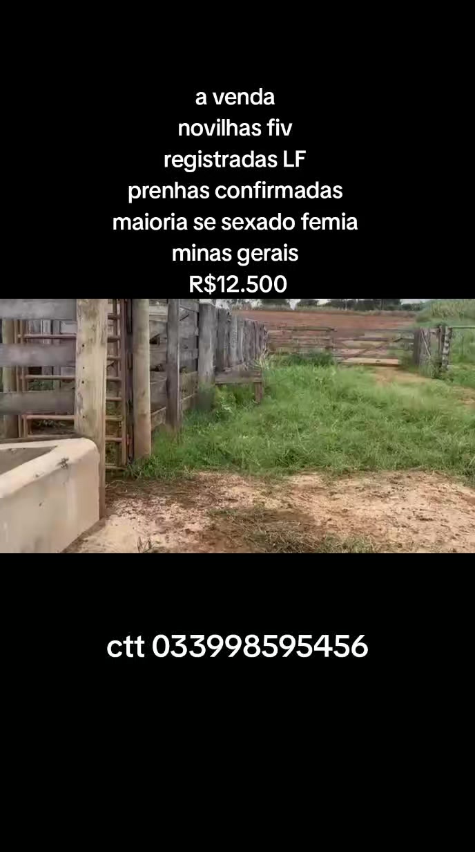 @marketing_do_gado