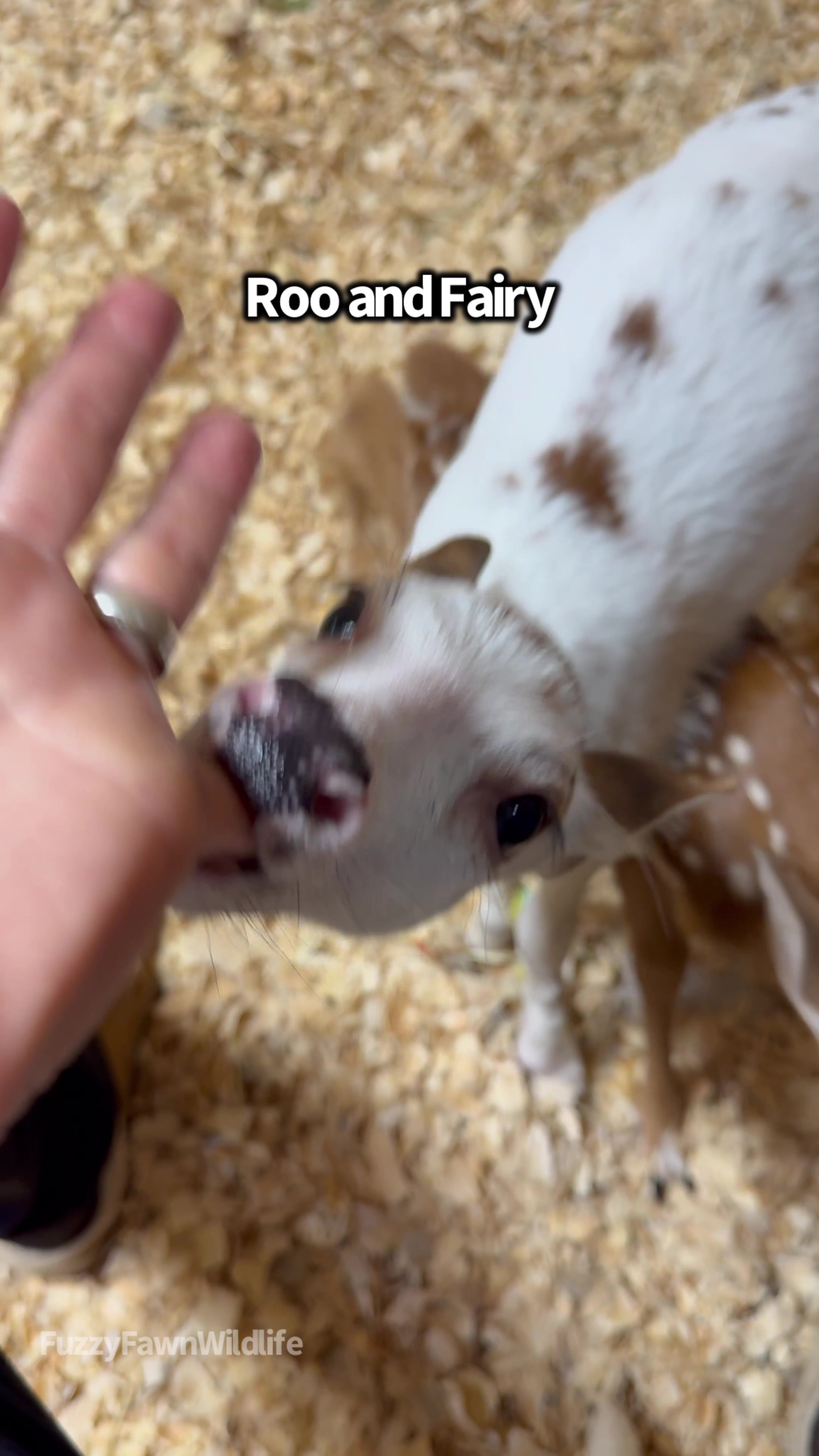@Fuzzy Fawn Wildlife