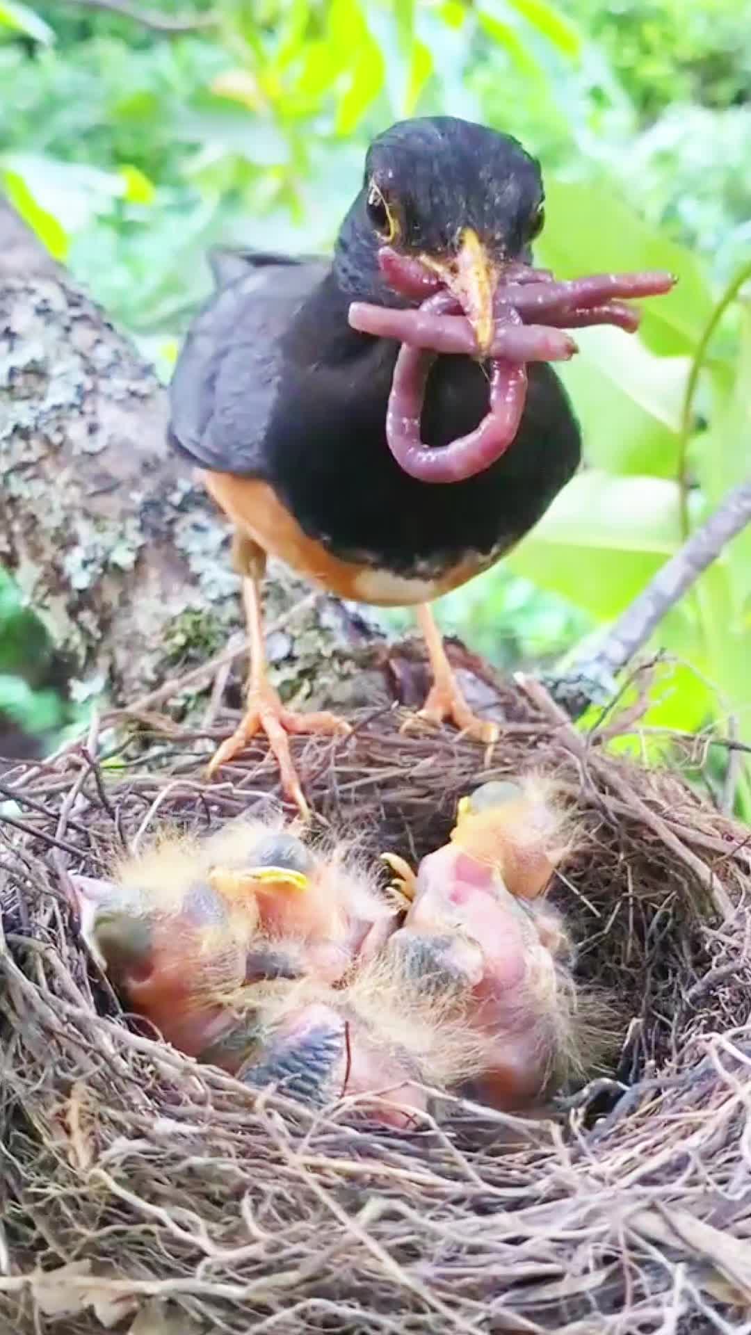 @gyfhvavmjg7