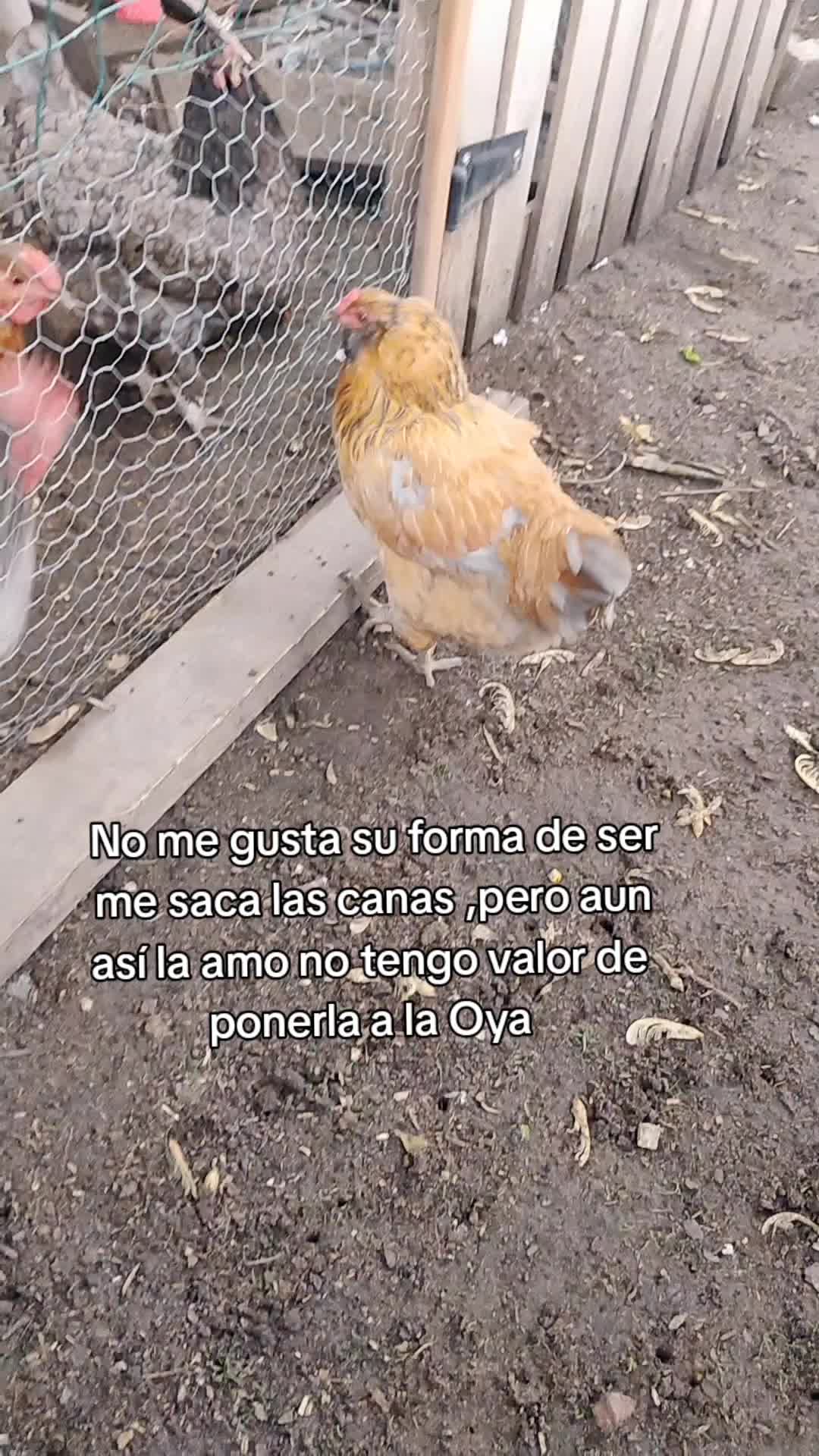 @martita