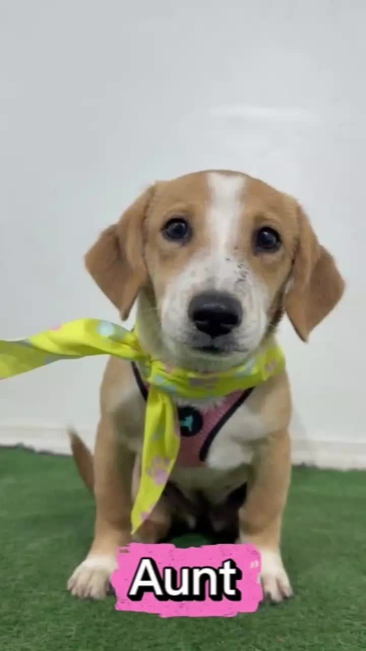 @Amazing Dogs Rescue