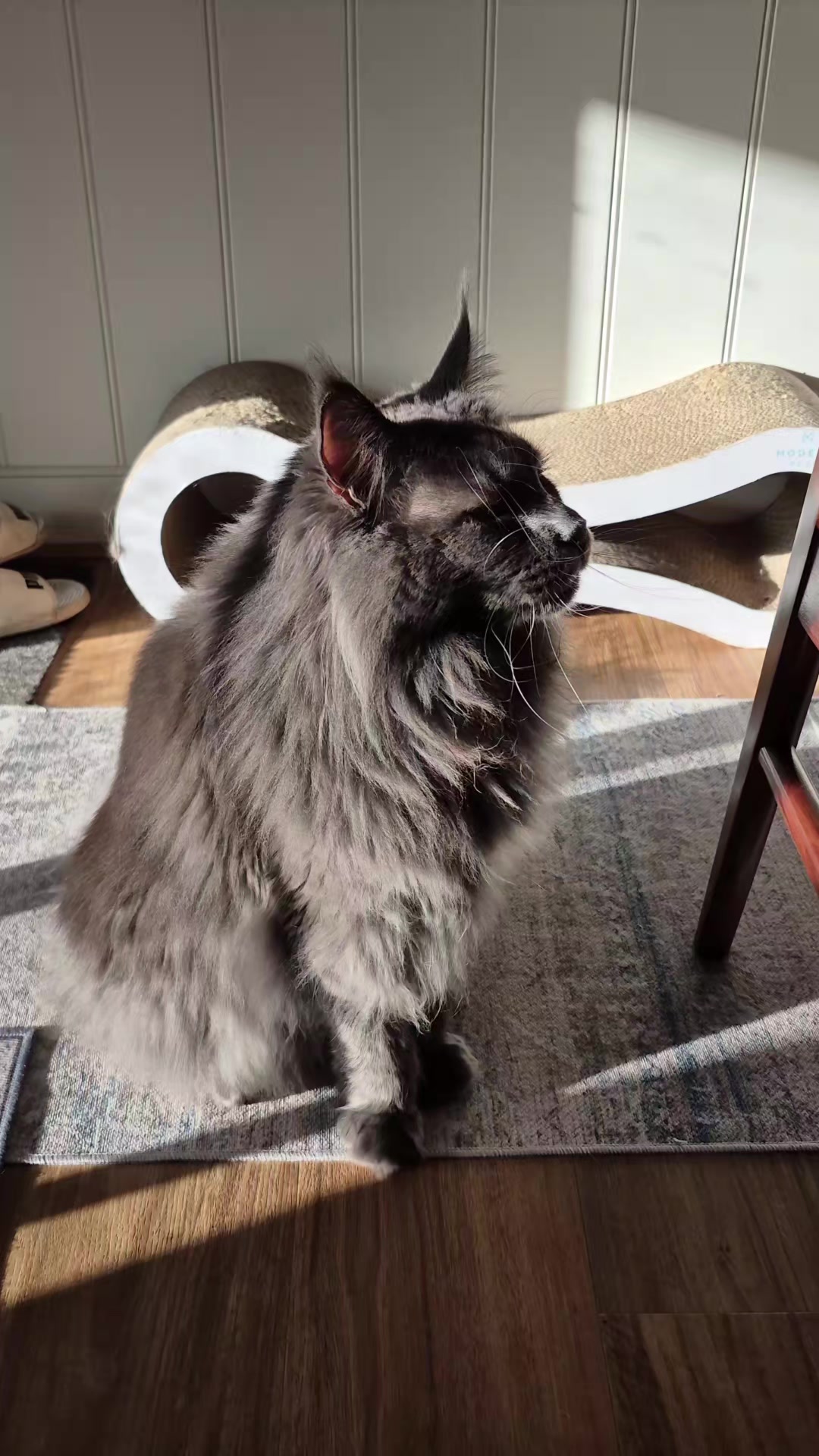 @Ragnar the Maine Coon 🐈