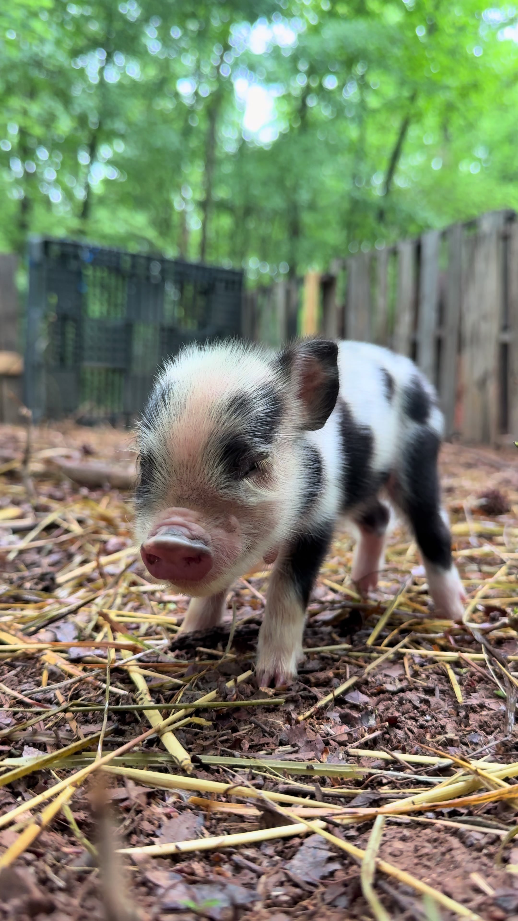 @JEPsFarm