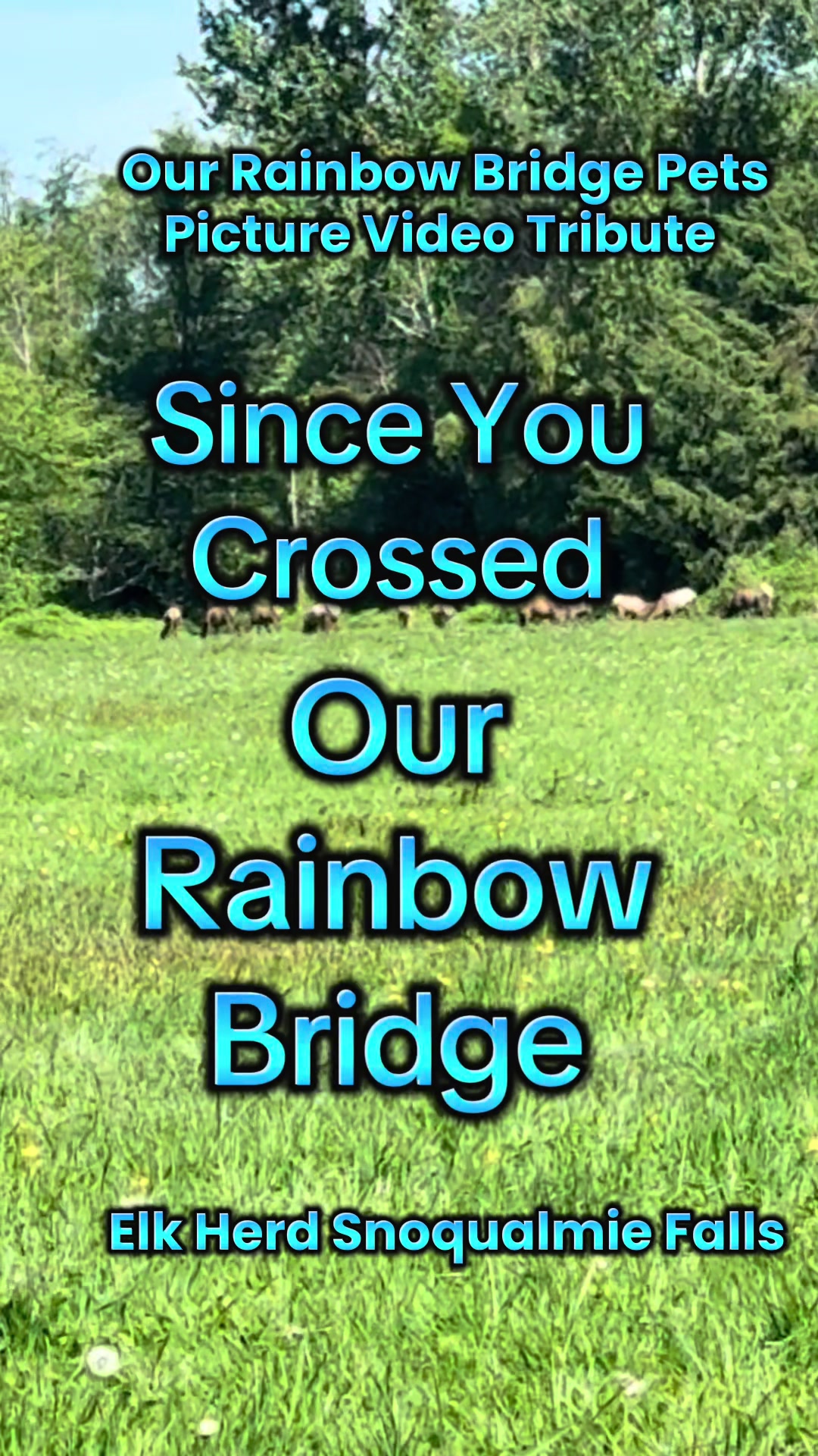 @OurRainbowBridgePets