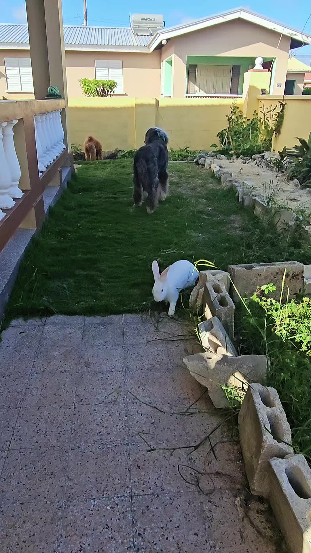 @MixedPetCollective