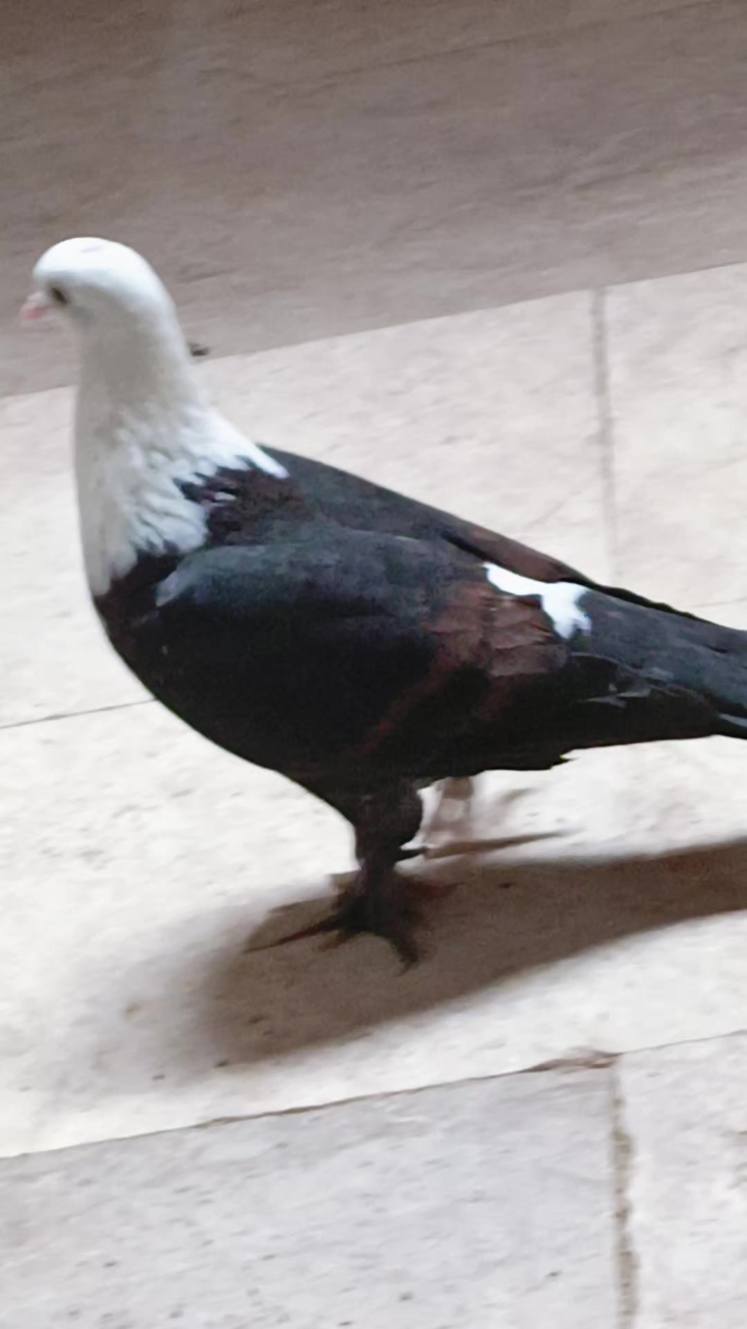 @𝐏𝐈𝙂𝝚𝝤𝝢𝙎𓅛