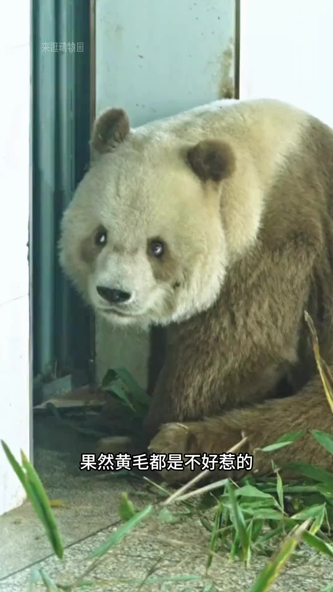 @ショウキンキ