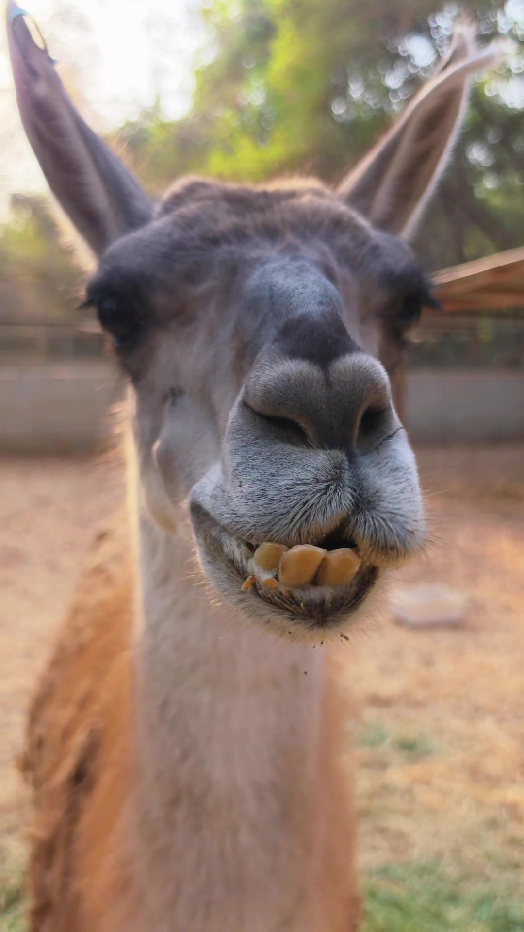 @funny:)animalsbytwins