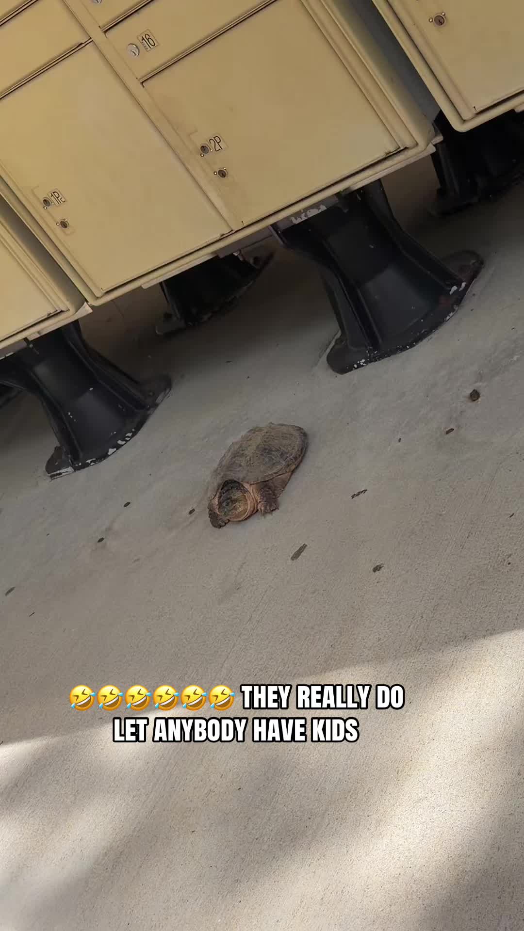 @QUE4PREZIDENT🏴&zwj;☠️