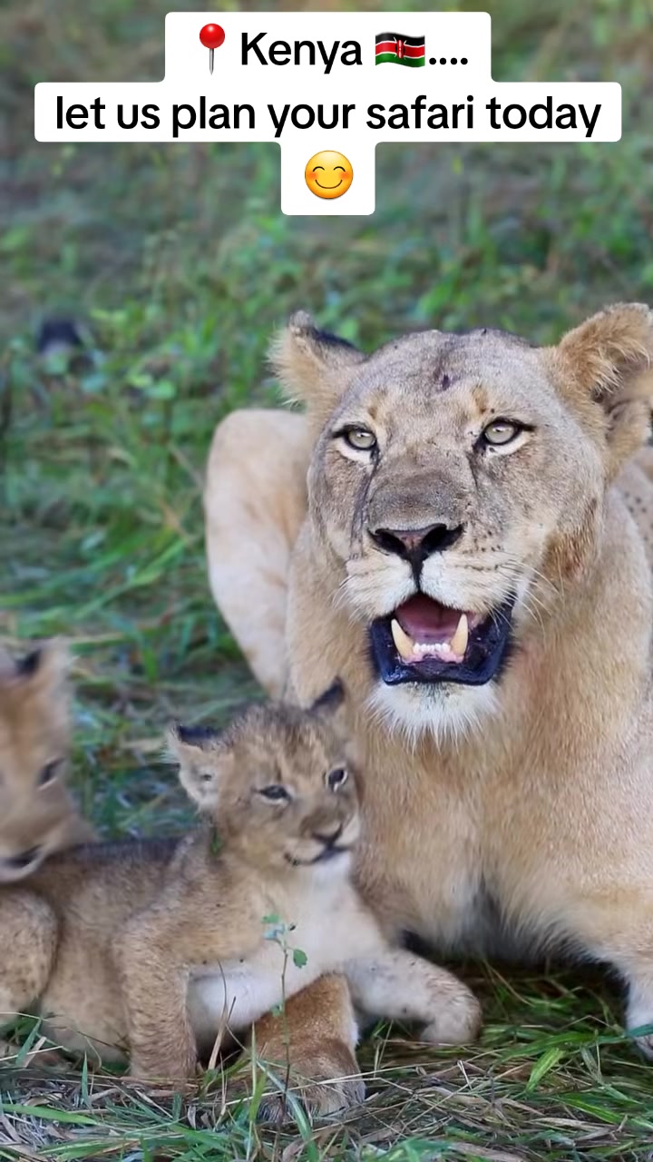 @Nesh Tours and Safaris