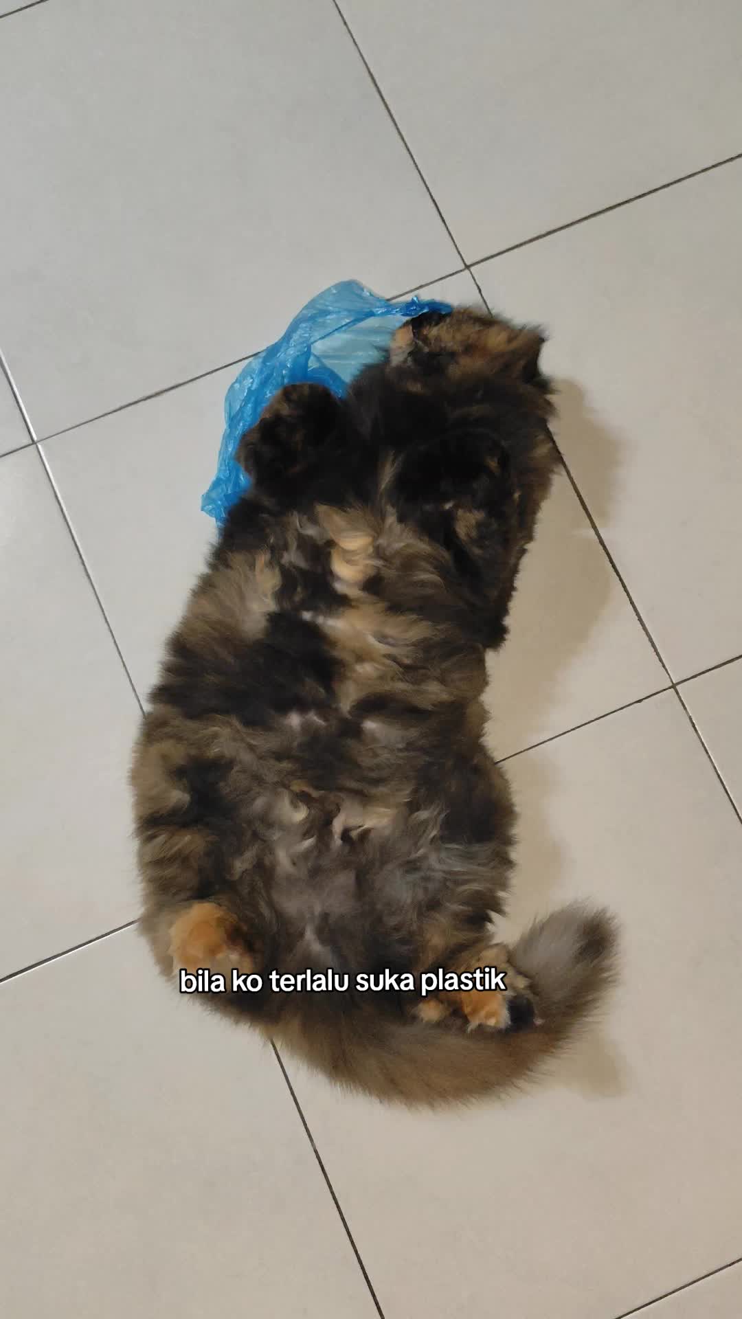 @Omma Kucing 🇲🇾🍉