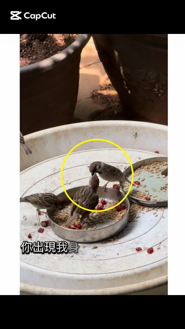 @葉信志