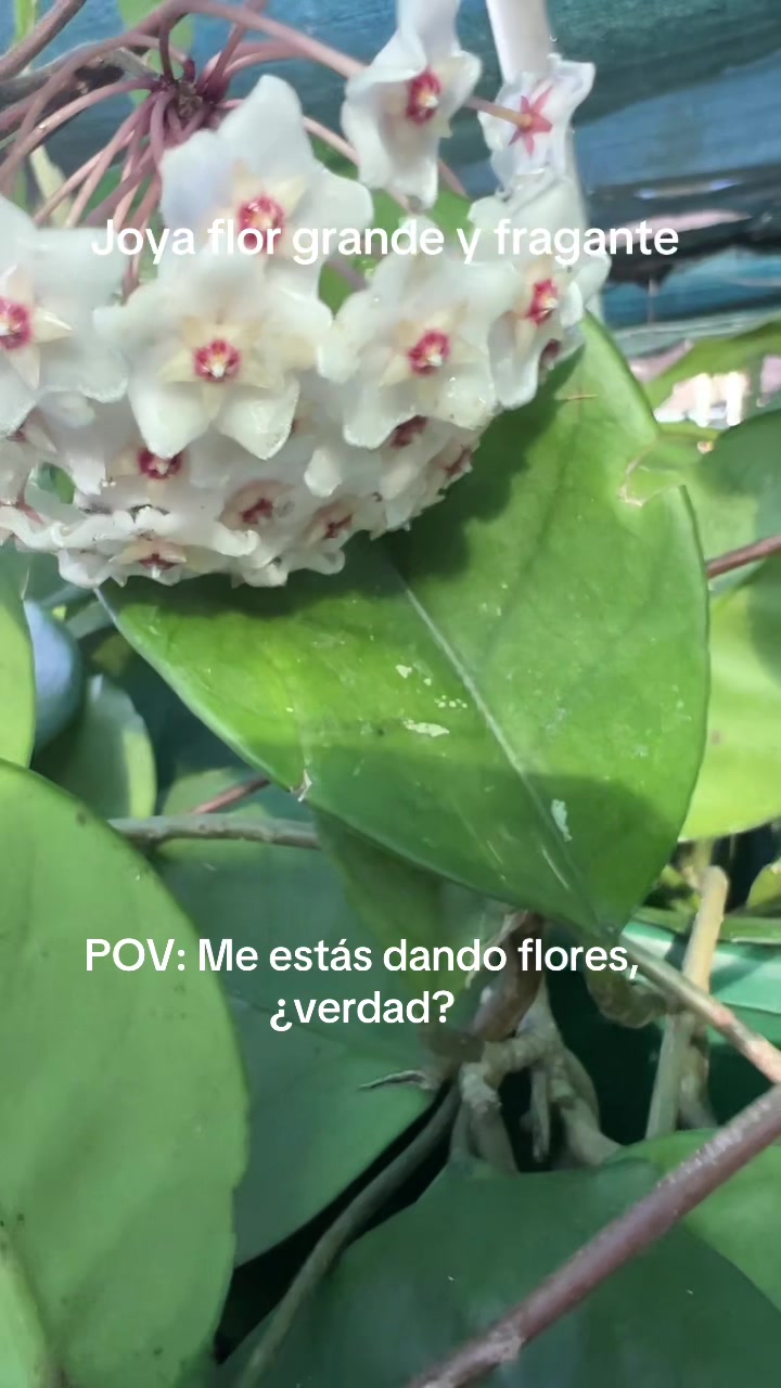 @Maria succulents 🕊️🐚