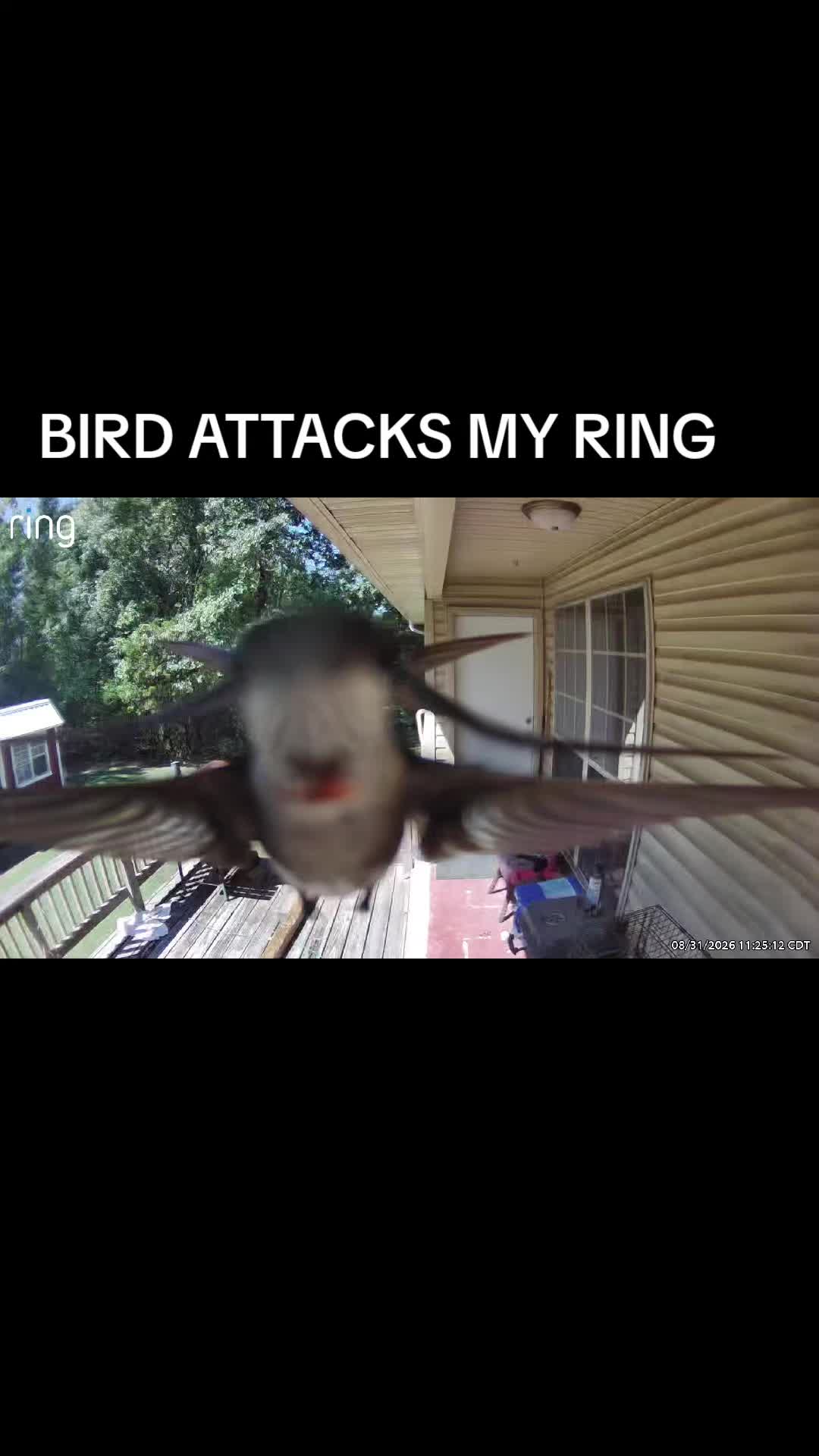@Bamagurltm675