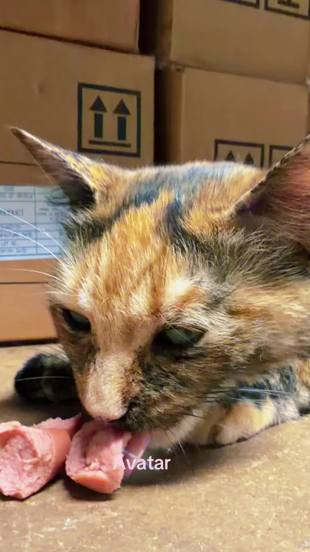 @Amri Gatitos