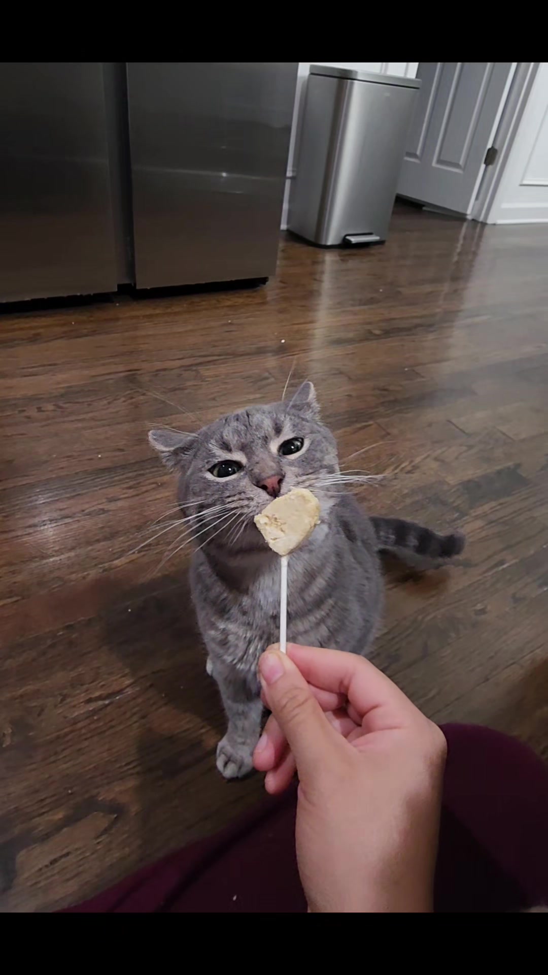 @Jelly's Feline Friends