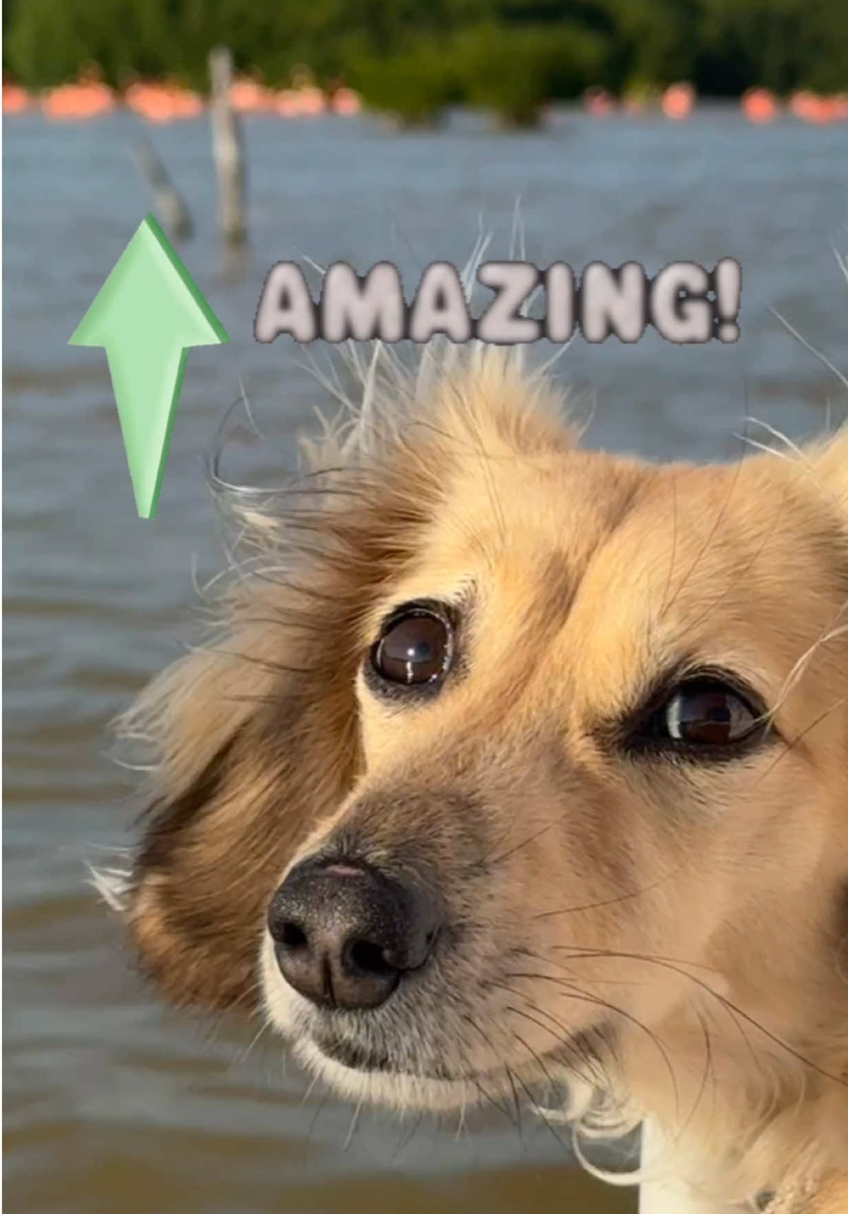 @Crusoe the Dachshund