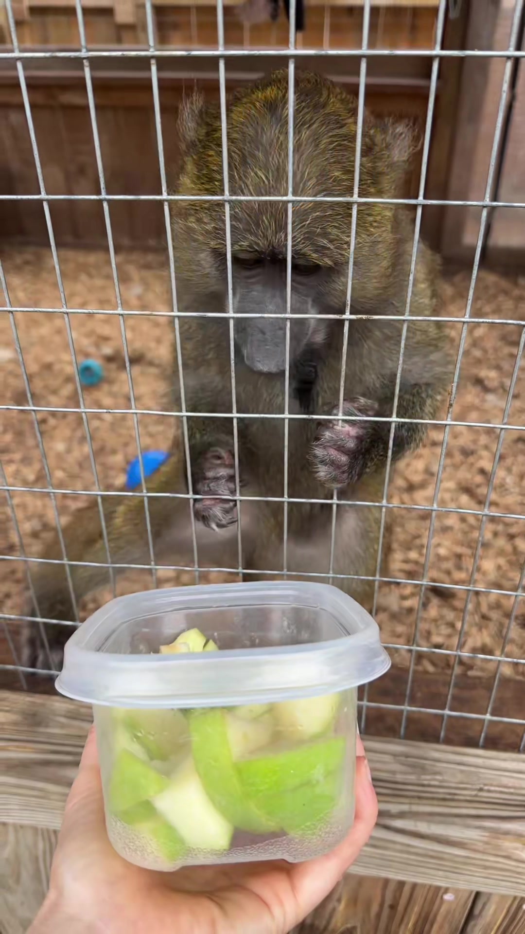 @Texas Wildlife Park