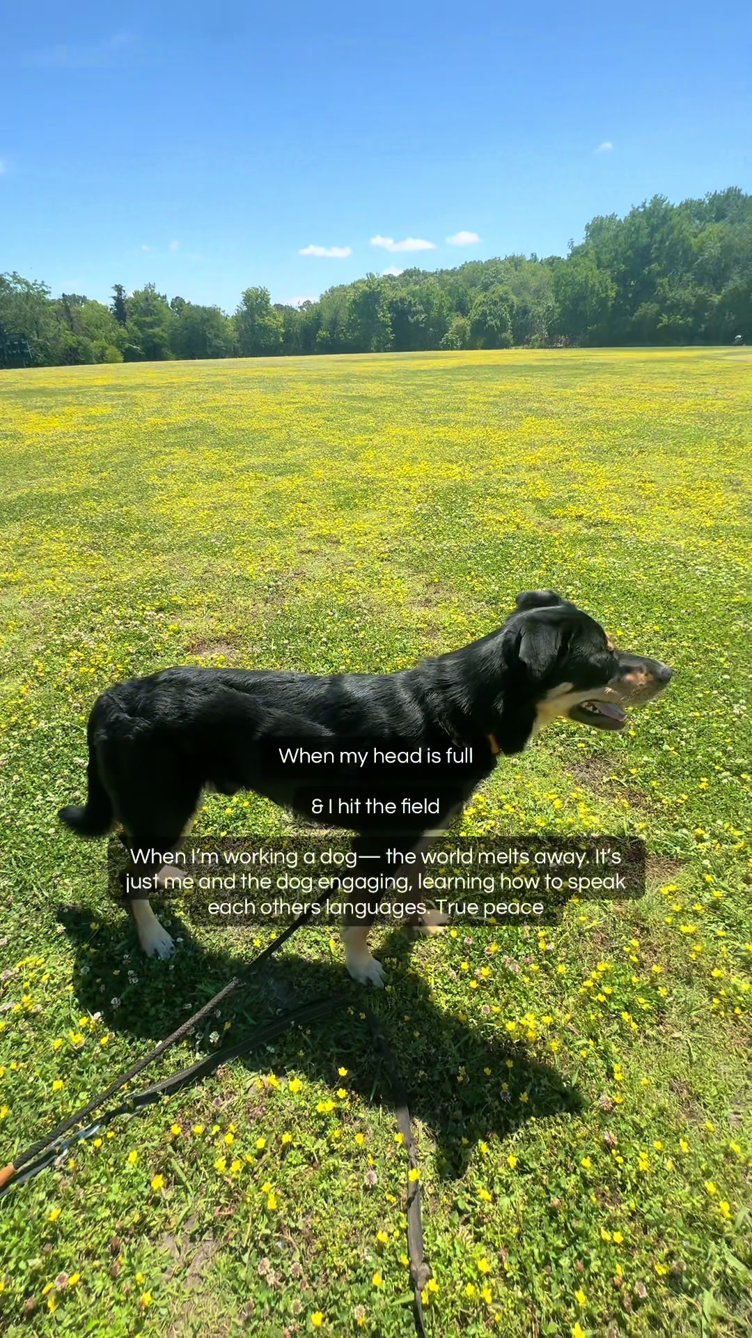 @Kiley - dog trainer