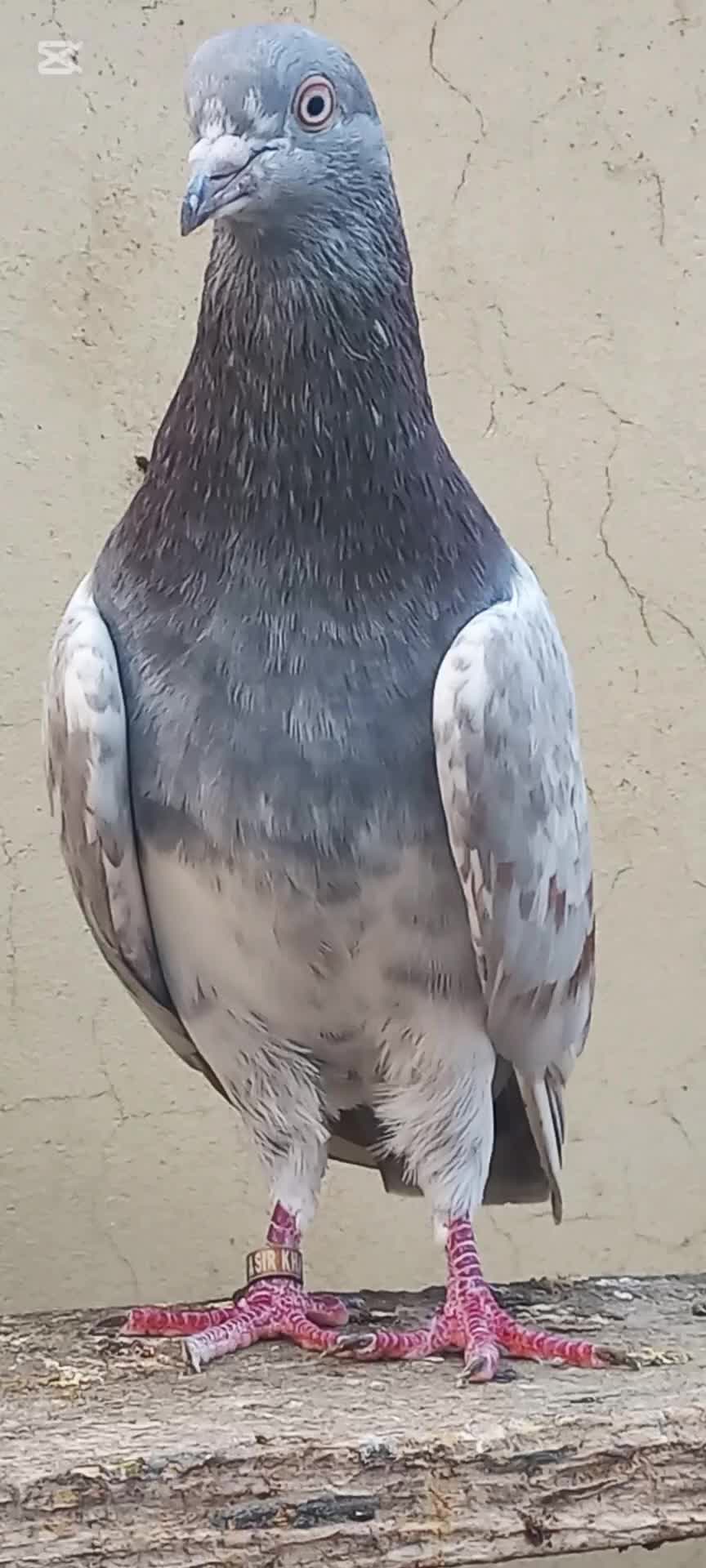 @Ranakasuripigeon