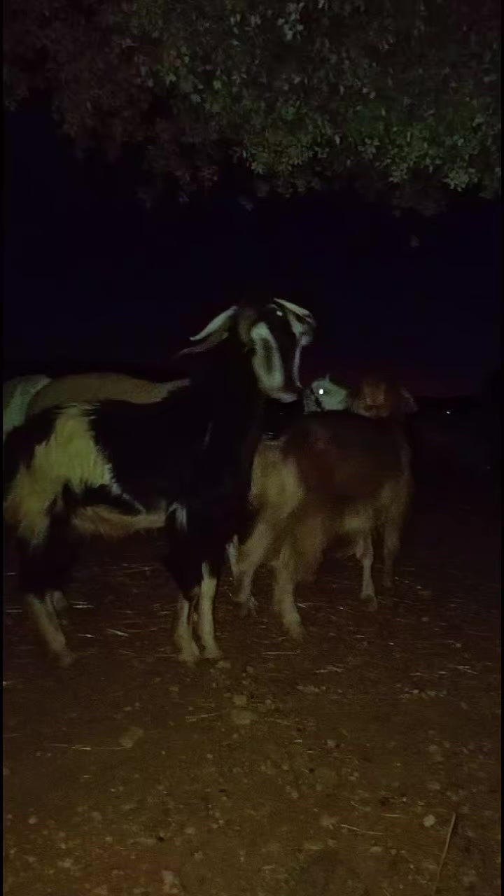 @ايوب جونيمار