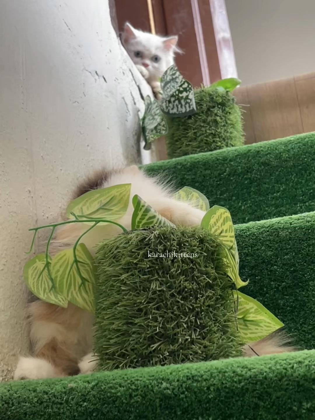 @karachikittens