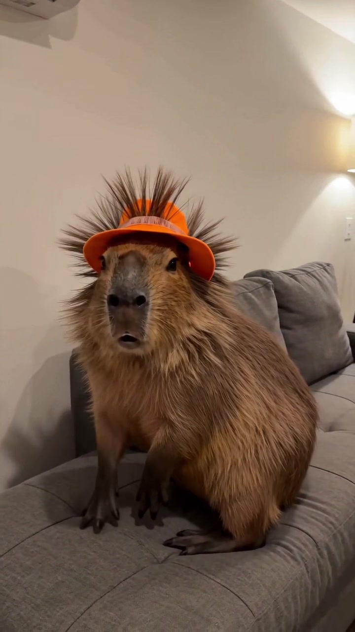 @Ollie The Capybara