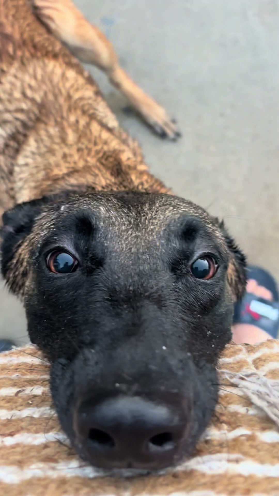 @Michigan_Malinois_1817