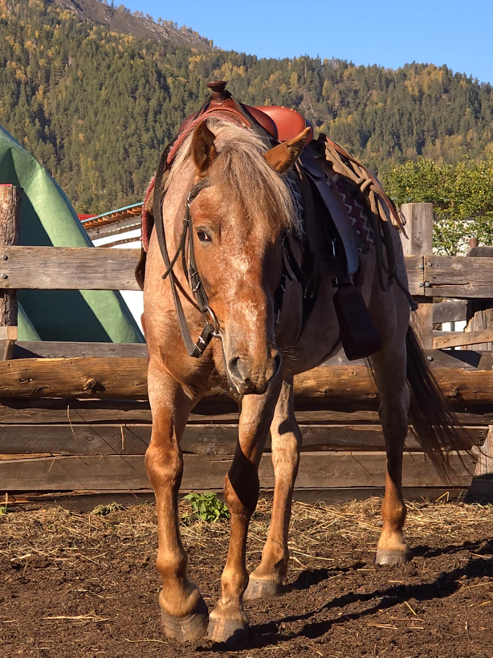 @tg: altaihorses