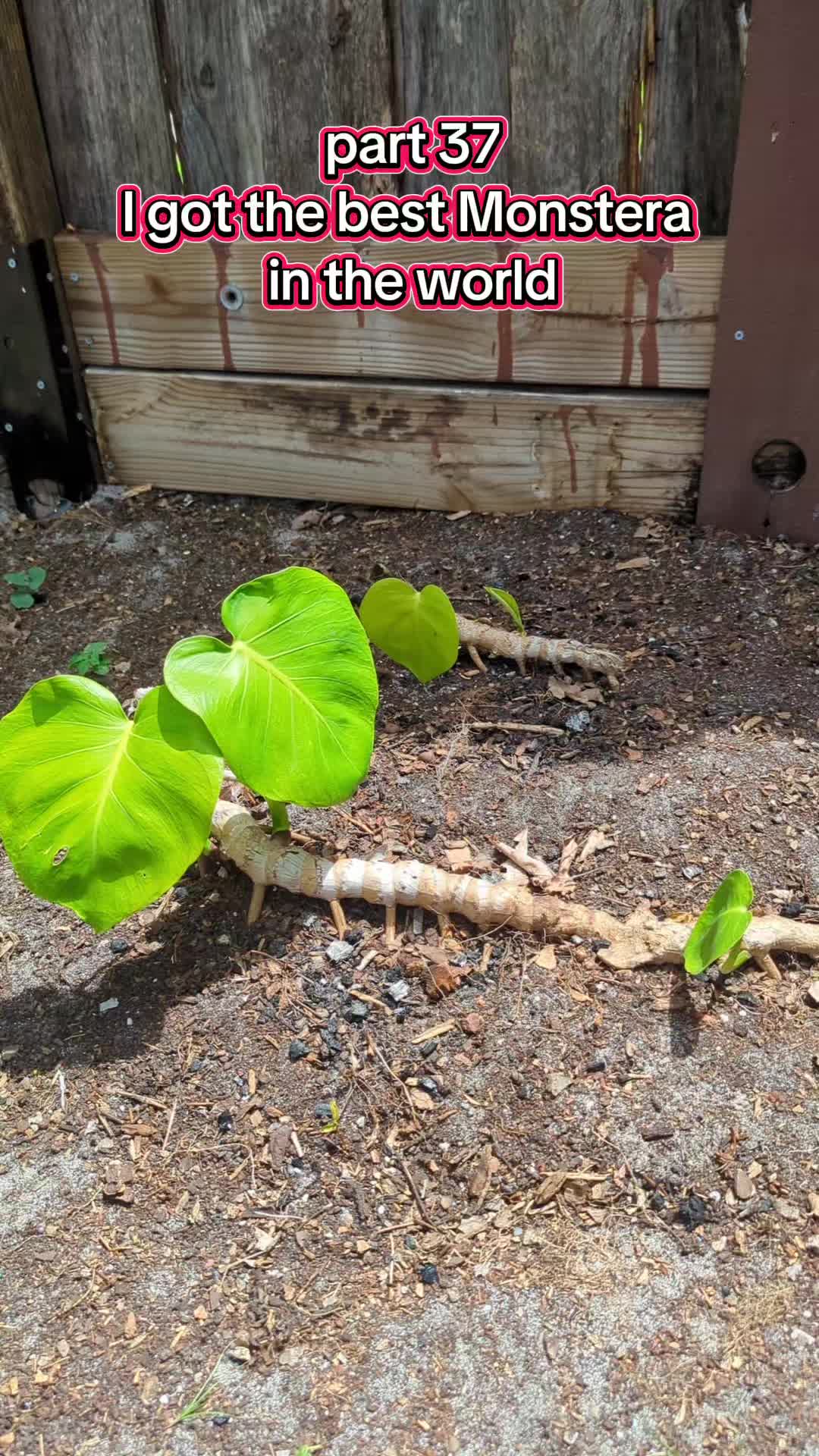 @Monstera Man
