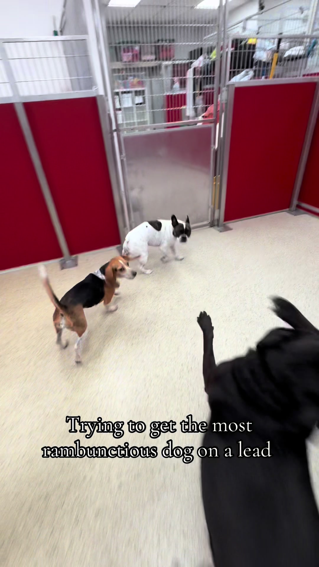@The Dog Stop, Stuart FL๐๐พ๐
