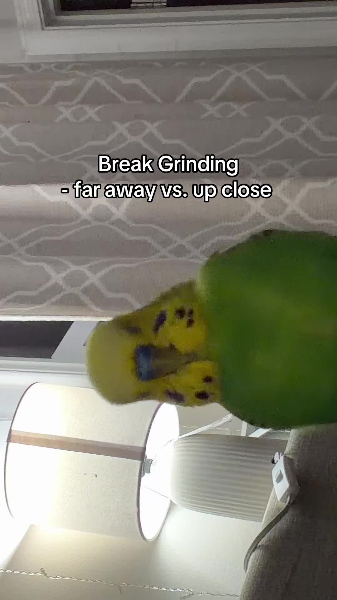 @PikaBoo & Friends 🦜