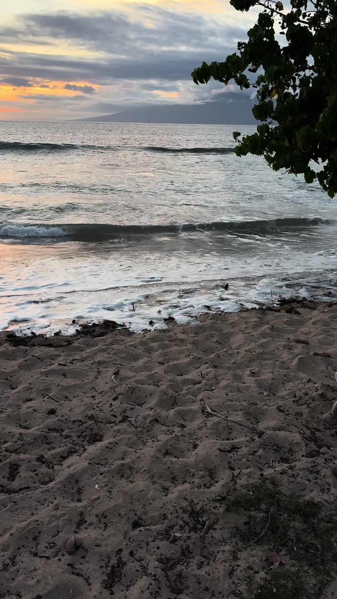 @Mauilani