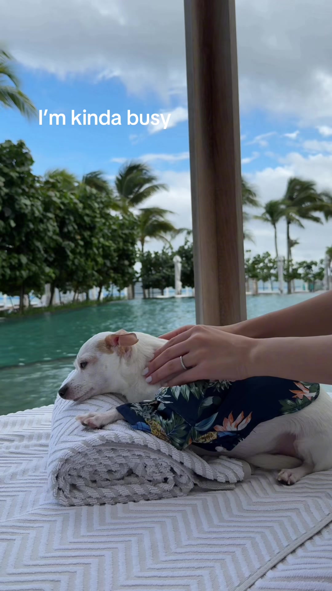 @Bao the Chihuahua