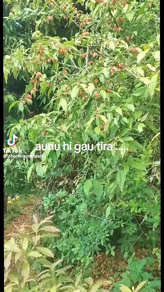 @kumar lama