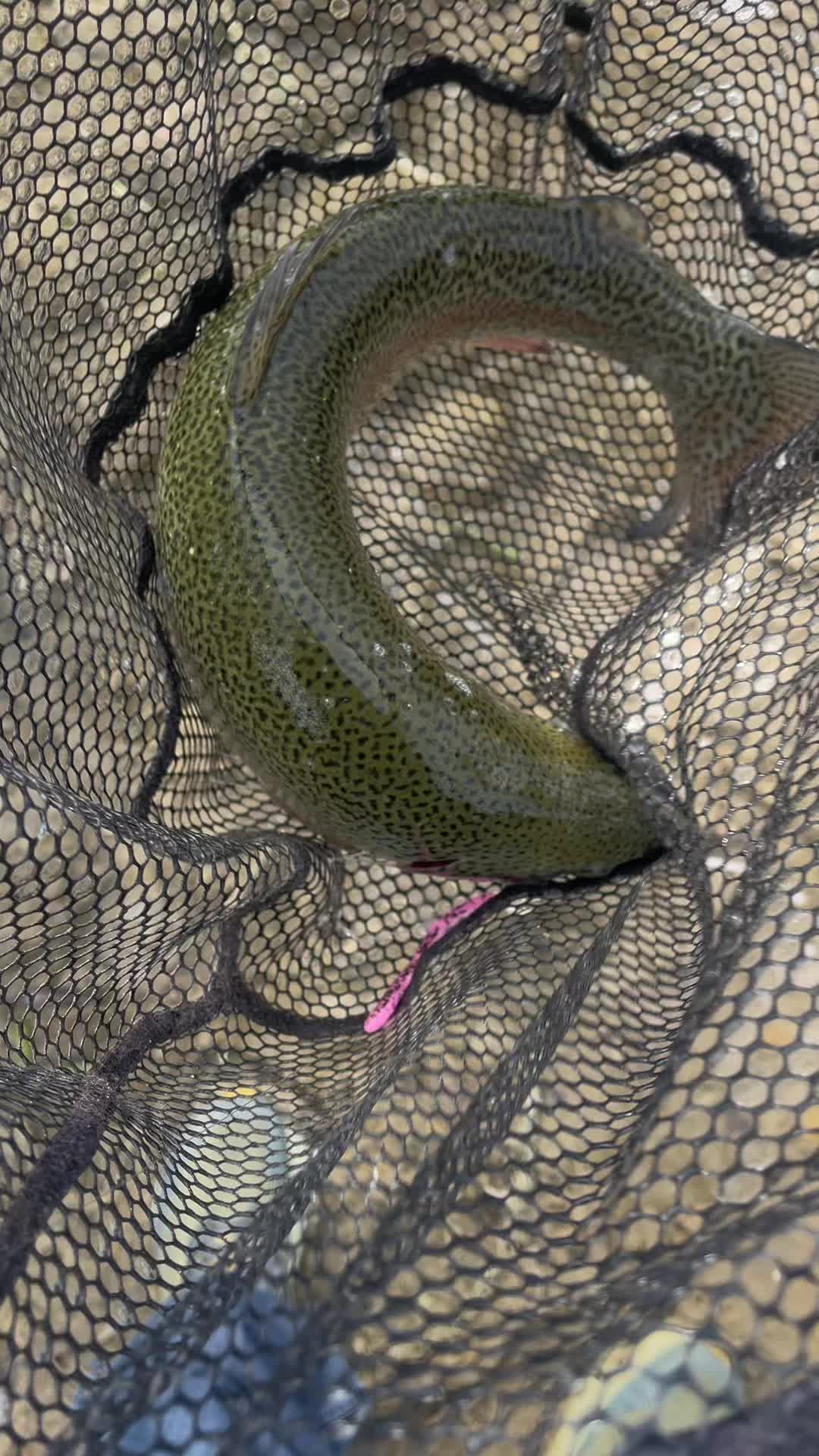 @Keep It Reel Trout Worms