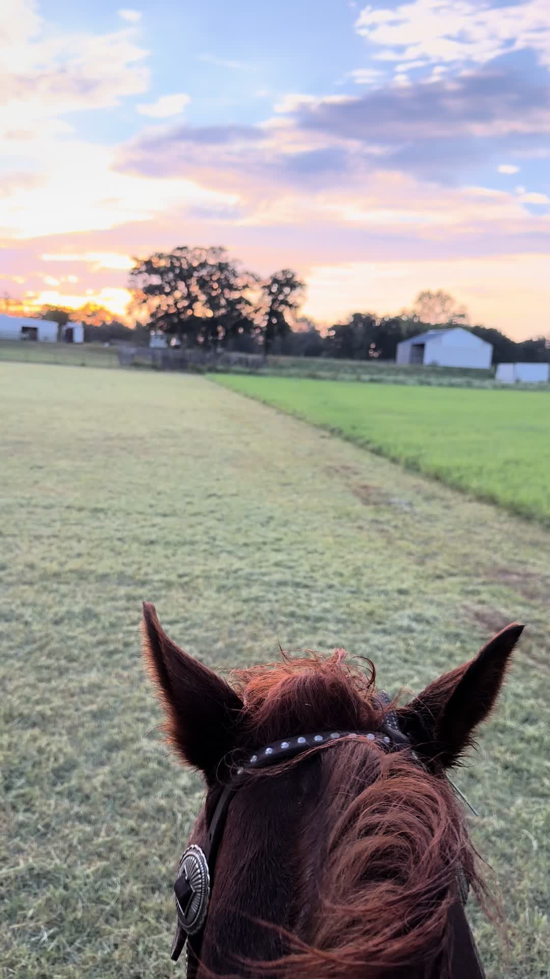 @TF Performance Horses